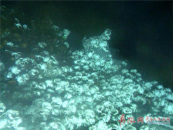 海洋所"着陆器"深海放置一年 海底生物照片曝光